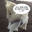 쌈마루 | 군산카페:덕정순대국맛집:양주쌈마루:행복해 다옹🧡