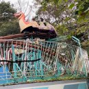 한가람어린이집 | 30개월 아기랑 에버랜드 평일 후기 _ 큐패스 플랜잇3 사파리 로스트밸리 3살 놀이기구 추천