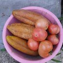 (주)그린허브 | 고추탄저병 병해관리용유기농자재 보란패치그린, 우리 텃밭의 병해관리 책임져요~