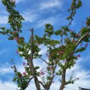 식물원 정자옆 이미지