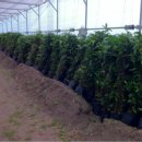 김경태농장 이미지