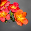 광주체육고등학교 이미지