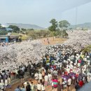 제31회 경주벚꽃마라톤 대회 참가 후기(24.4.6) 이미지