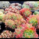 해림농장 이미지