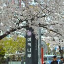 여의도(윤중로)벚꽃축제 이미지