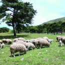 소나무 흑염소 목장 이미지