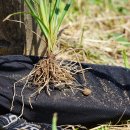 기름골 Cyperus esculentus L. 이미지