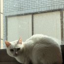 하얀창가