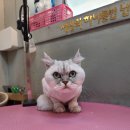 고품개 이미지