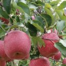 홍은농장 이미지