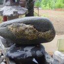 동강쏘가리 이미지