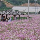 코스모스 산업 이미지