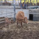 숫골농장 이미지