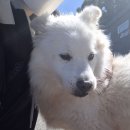 복실, 날다. 이미지