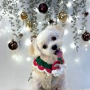 단비펫살롱 이미지