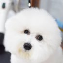 루이펫살롱 이미지