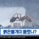 불개미 이미지