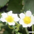 이슬농원 이미지
