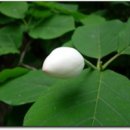 산목련 Daum카페