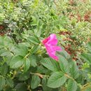 해금펜션 - 완도군 울몰길 61 | 해금펜션