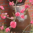 개구리집 이미지