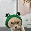 잔다냥 성남점 이미지