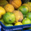 자라목장 이미지