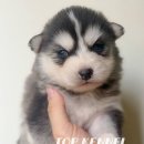 프리미엄 켄넬 이미지