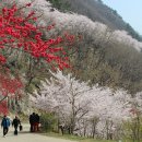 진해드림로드 이미지