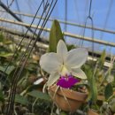 Cattleya walkeriana perola-flamea &#39;Priscila Fonseca&#39; (MC) 프리실라 폰세카 이미지