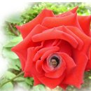 소안초등학교3 이미지