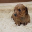 예빈켄넬 이미지