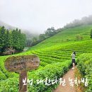 보성 대한다원 녹차밭 : 보성에서 꼭 가봐야할 곳!! 1박2일 여행코스 추천 (+입장료, 주차, 녹차...