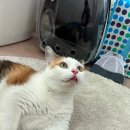 고양이 미용& 호텔 우연히, 캣 이미지