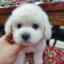 쥬티펫 신탄진점 이미지