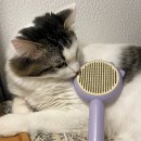 그루밍도그 | 고양이 브러쉬 고양이 죽은털 제거 그램도그 고양이 그루밍 슬리커브러쉬 빗 후기