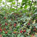 소일농장 이미지