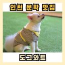 아이도그 이미지