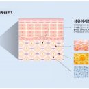 샤르네글렌티