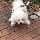 비잉와우