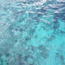 대박피시 이미지