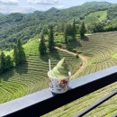 초록잎이 펼치는 세상 이미지