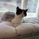 숲냥숲냥 이미지