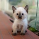 광주강아지분양 고양이분양 미유펫 본점 이미지