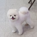헬로멍멍 이미지
