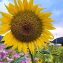 (주) 암새들 이미지