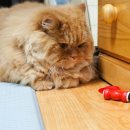 냥냥키티 이미지