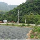 주천강 Daum카페