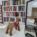 스튜디오몽실