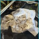 신마포갈매기 이미지